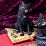 Eclipse (NN) 12cm - 0