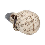 Edgar's Raven Skull 21cm - 100