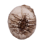 Breaking Out Skull (JR) 20cm - 100