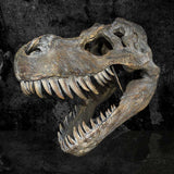 Tyrannosaurus Rex Skull Large 51.5cm B/strap - 36