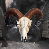 Rams Skull Medium 33cm - 100