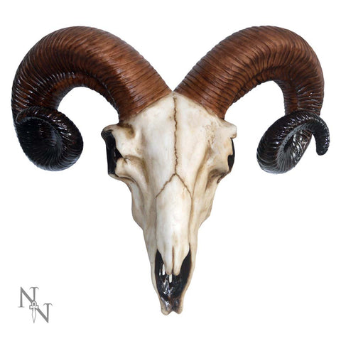 Rams Skull Medium 33cm - 100