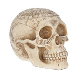 Astrological Skull 20cm - 100