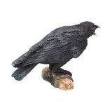 Raven's Call 20cm - 57