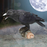 Raven's Call 20cm - 57