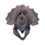 Triceratops Head 23cm - 100