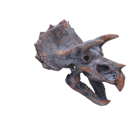 Triceratops Head 23cm - 100