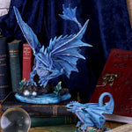 Adult Water Dragon (AS) 31cm - 64