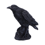 Raven Messenger 25cm - 100