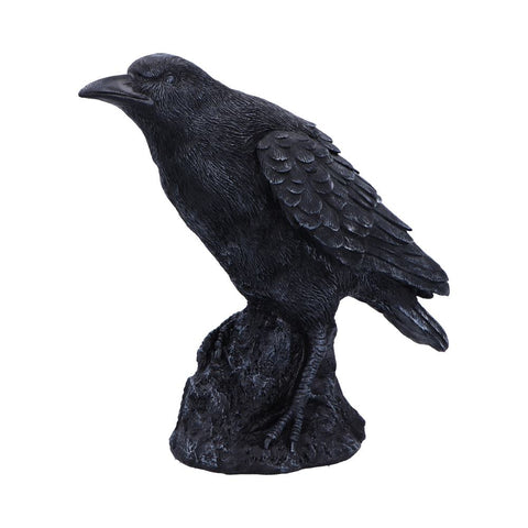Raven Messenger 25cm - 100