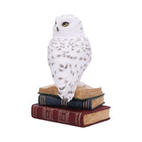 Library of Wisdom 17cm - 100