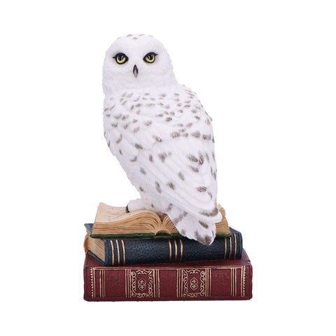 Library of Wisdom 17cm - 100