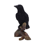Ravens Perch 20cm - 0
