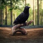 Ravens Perch 20cm - 0