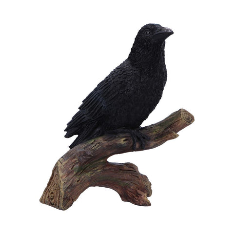 Ravens Perch 20cm - 0