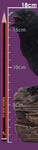 Ravens Cry 18cm - 17