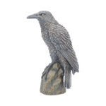 Ravens Rest 16cm - 100