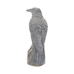 Ravens Rest 16cm - 100