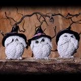 Three Wise Feathered Familiars 9cm - 45